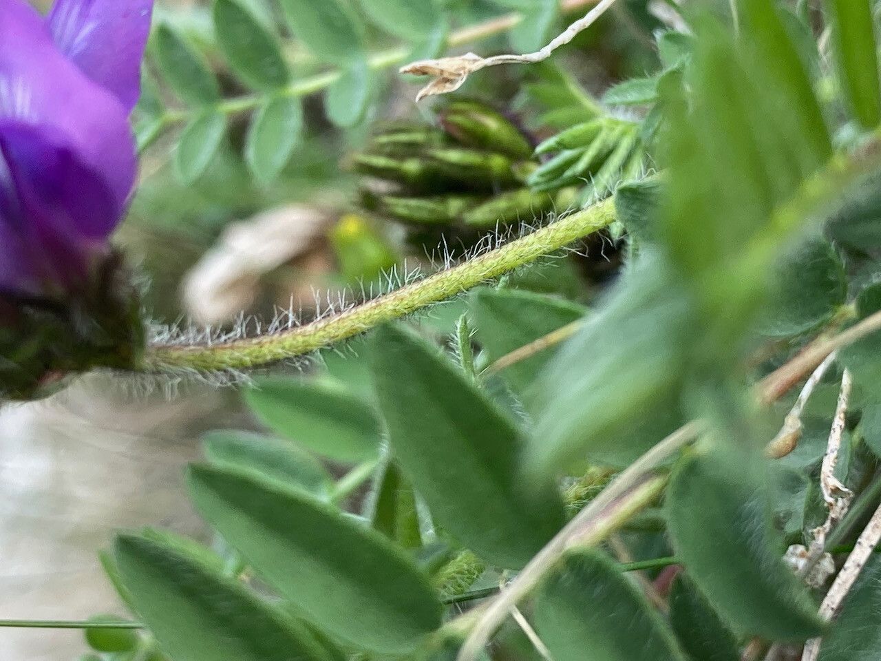 Oxytropis neglecta bark