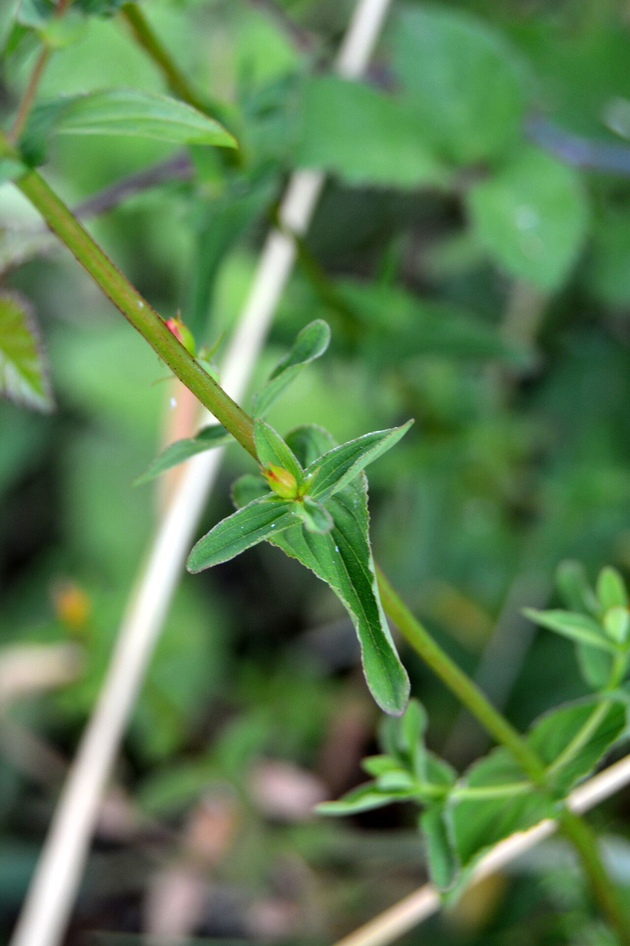 Hypericum undulatum — search result for 'Hypericum'