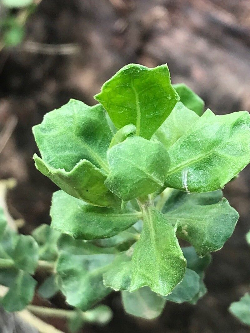 Baccharis macraei — search result for 'Baccharis'