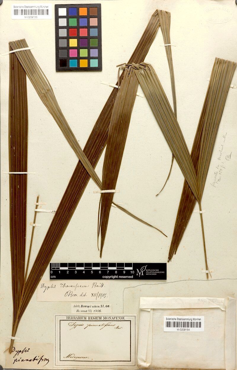 Dypsis thouarsiana — houseplant care guide