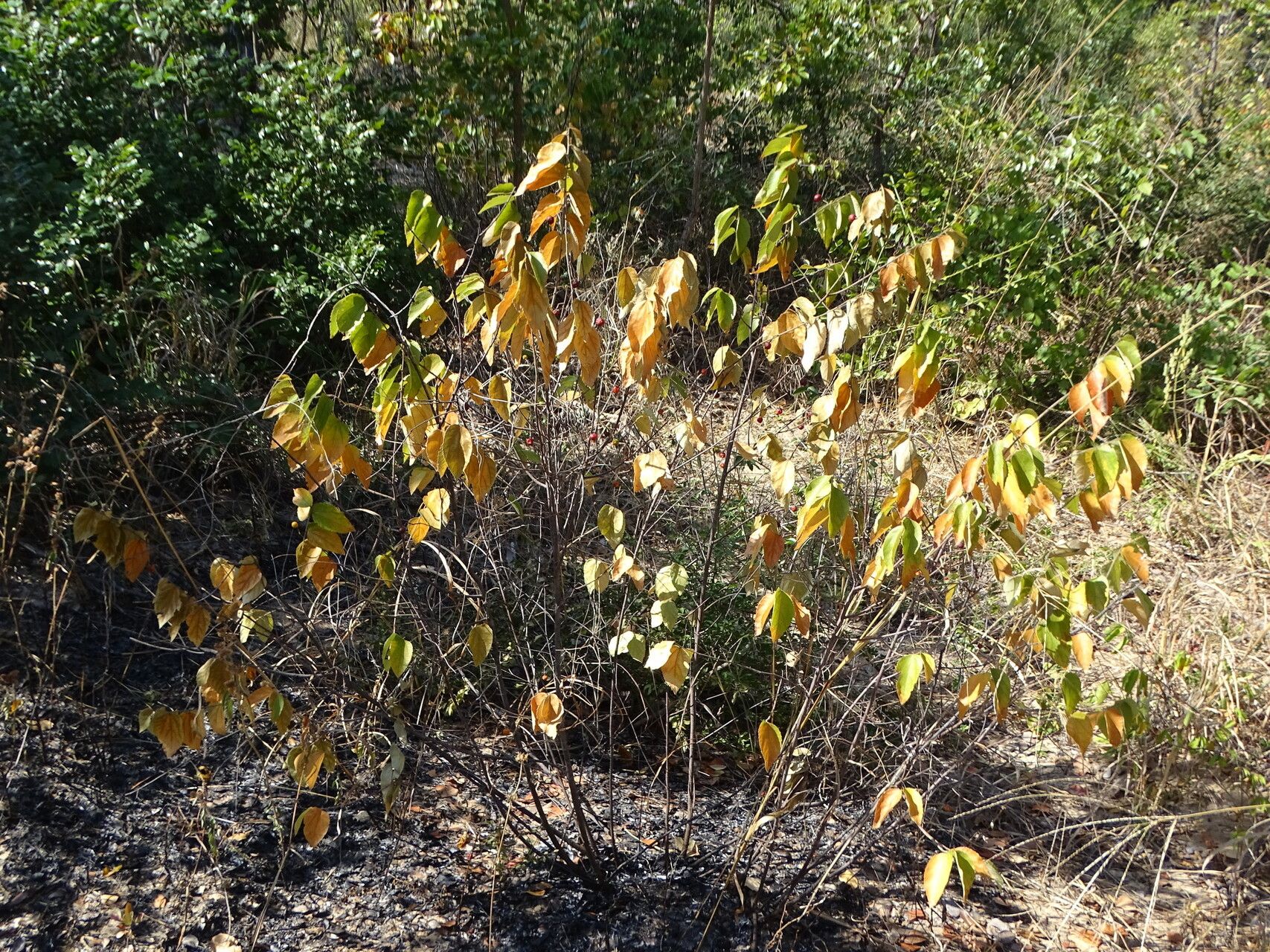 Grewia falcistipula habit