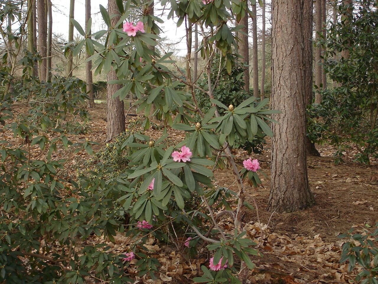 Rhododendron faucium habit