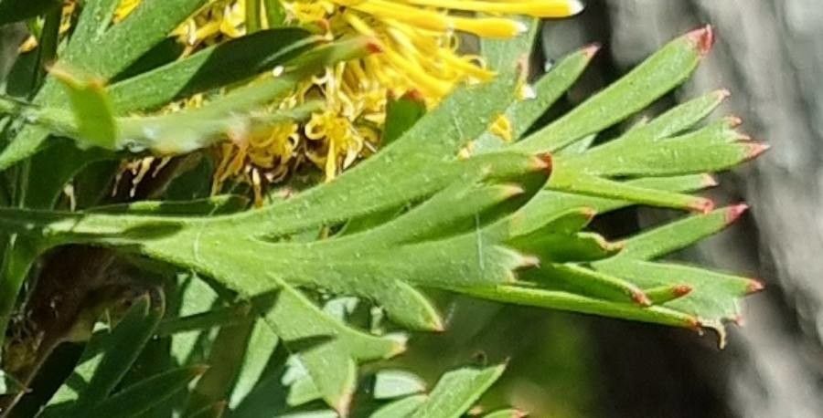 Isopogon anemonifolius — search result for 'United Kingdom'