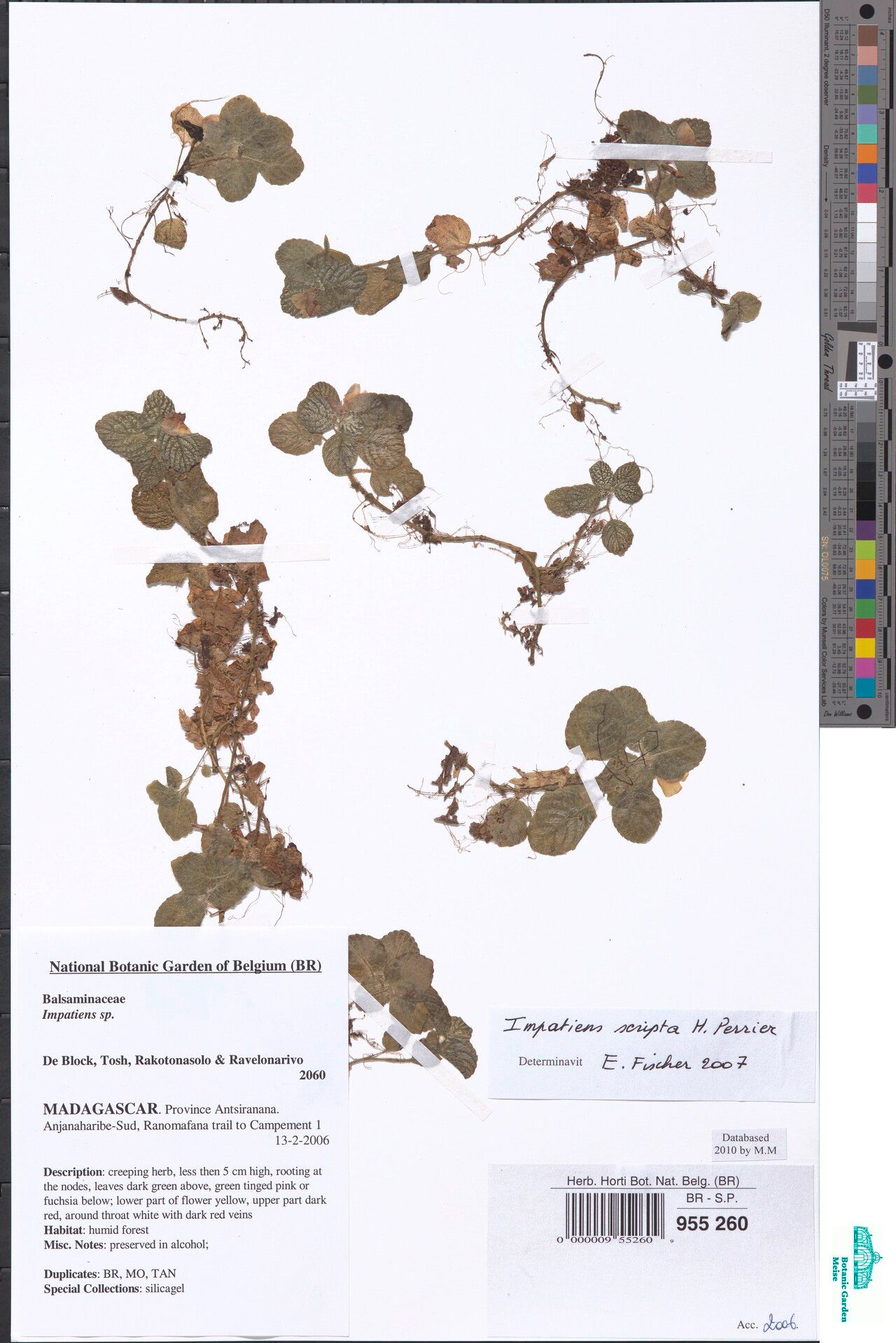 Impatiens scripta — houseplant care guide