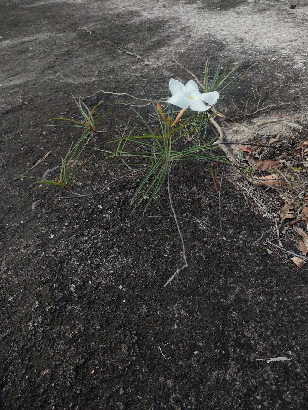 Mandevilla lancifolia habit