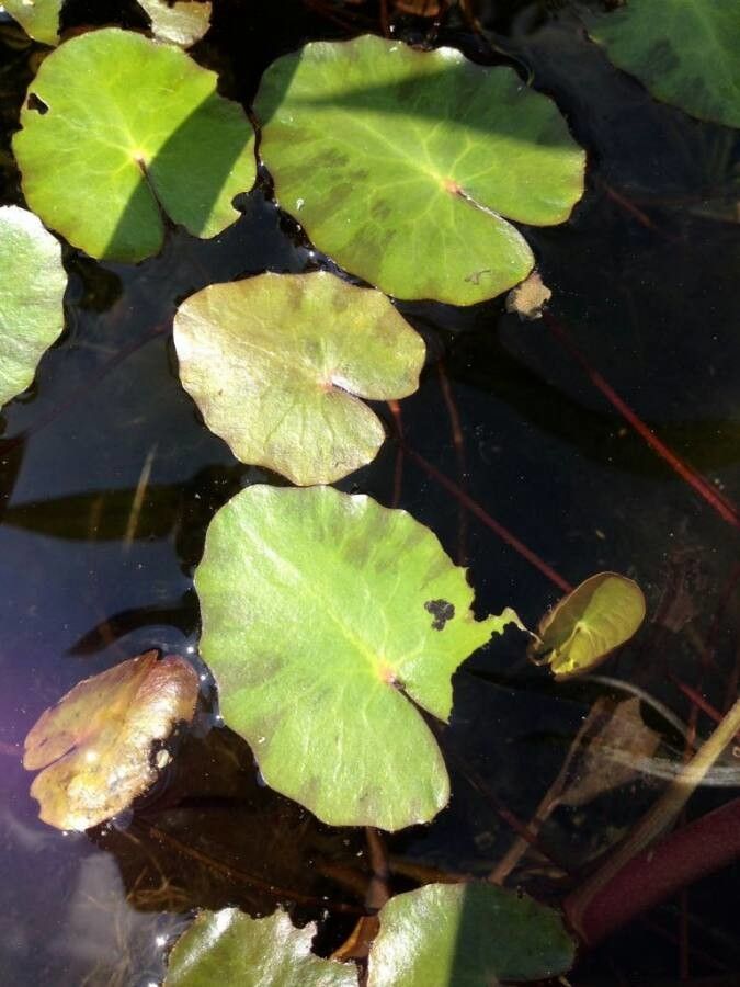 Nymphoides peltata leaf