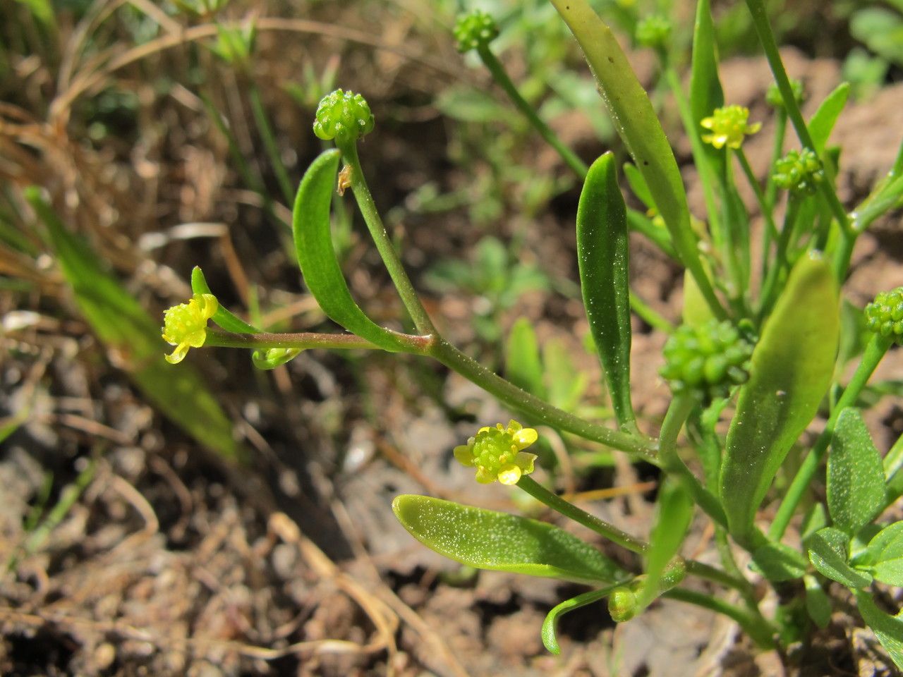 Ranunculus revelierei other