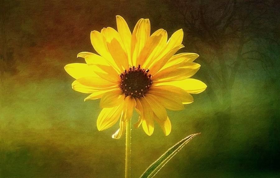 Helianthus pauciflorus flower