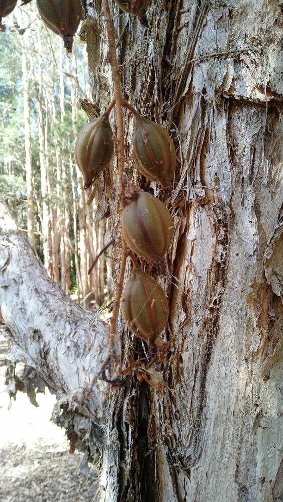 Cymbidium madidum fruit