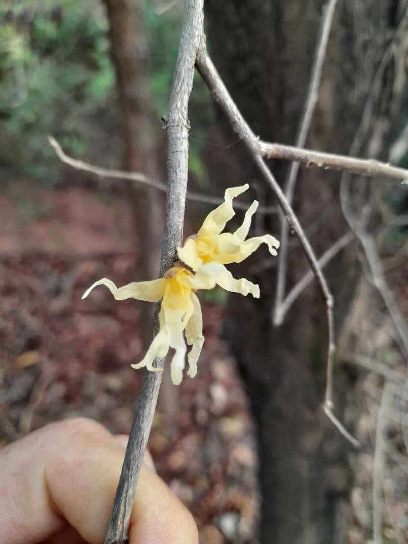 Hexalobus monopetalus flower