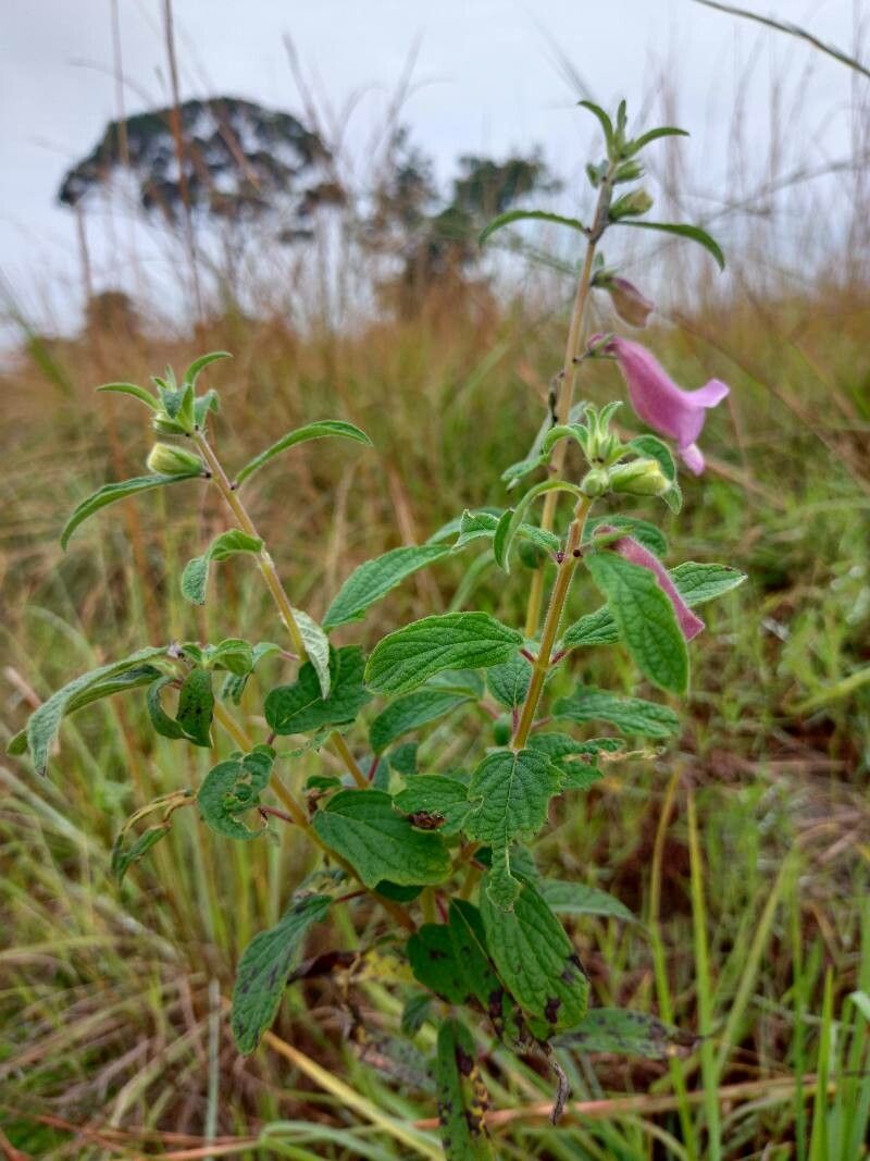 Sesamum radiatum leaf