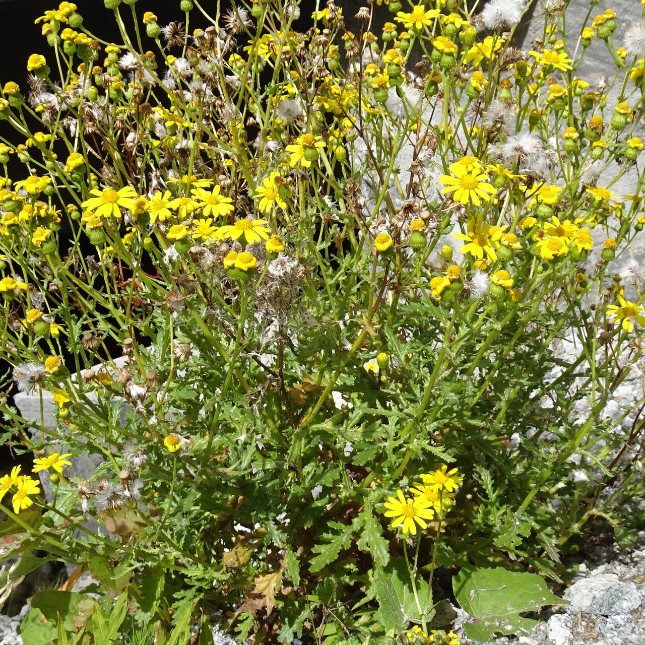 Senecio rupestris flower