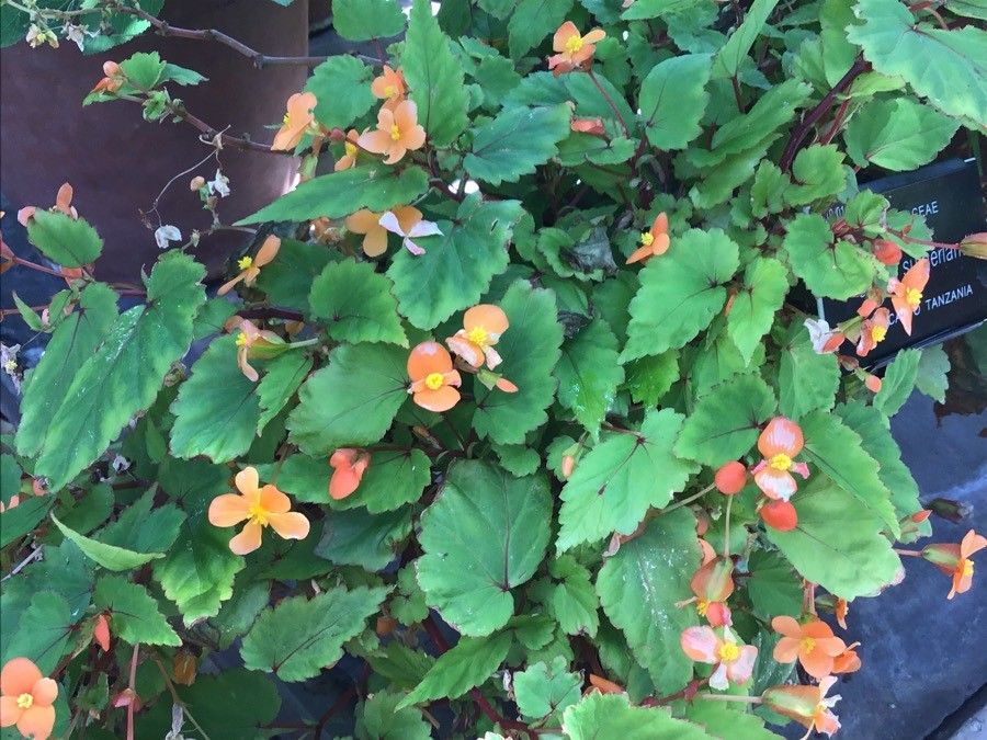 Begonia sutherlandii