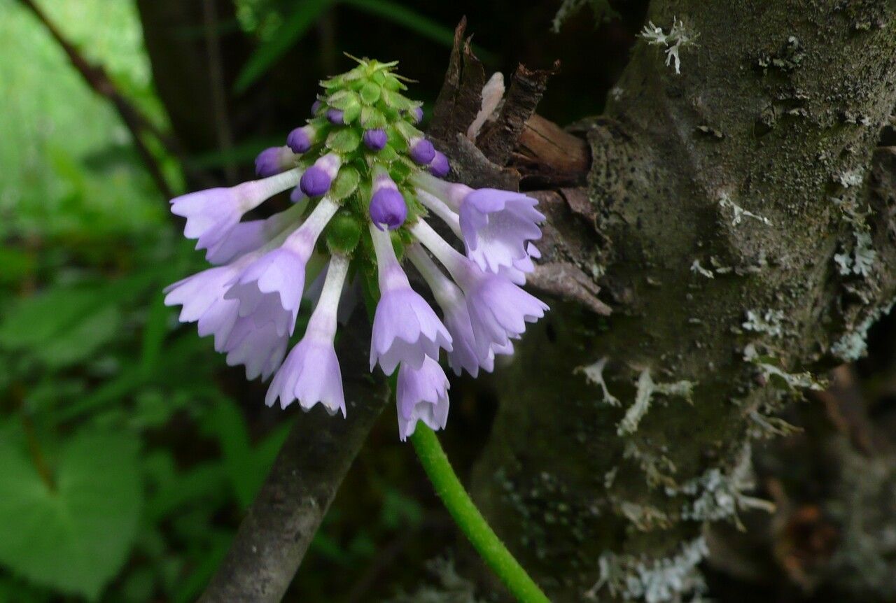 Primula deflexa flower
