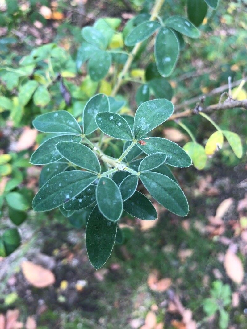 Cytisus hirsutus — search result for 'Cytisus'