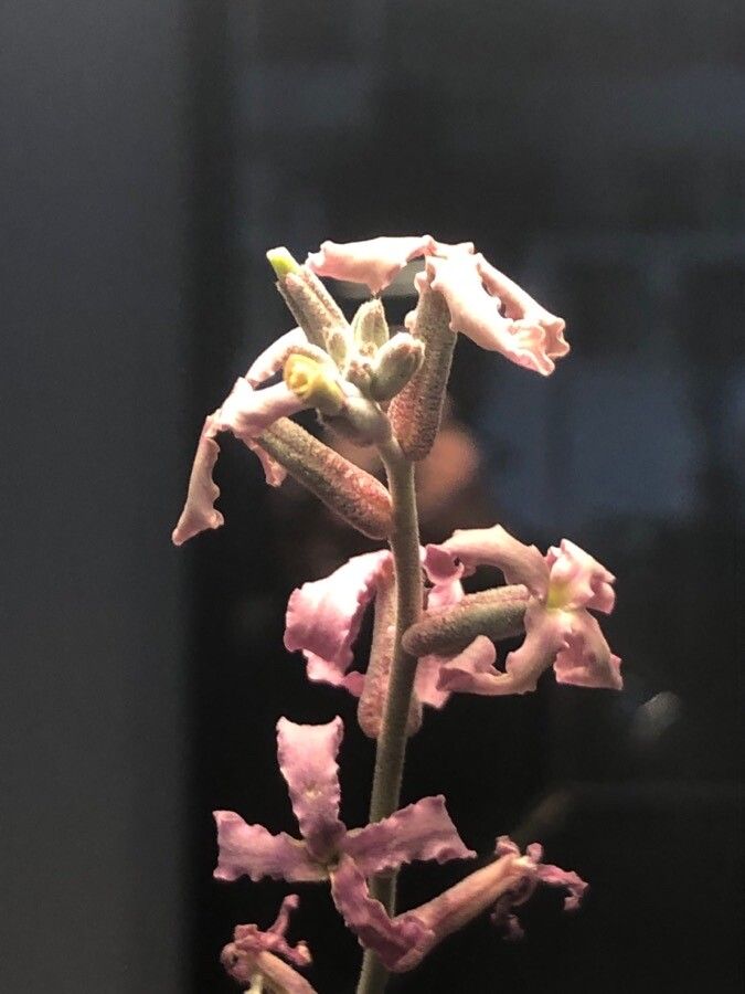 Matthiola fruticulosa flower