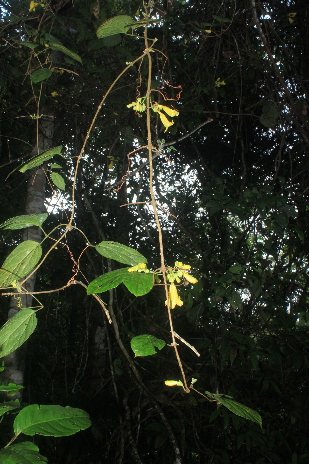 Anemopaegma oligoneuron habit