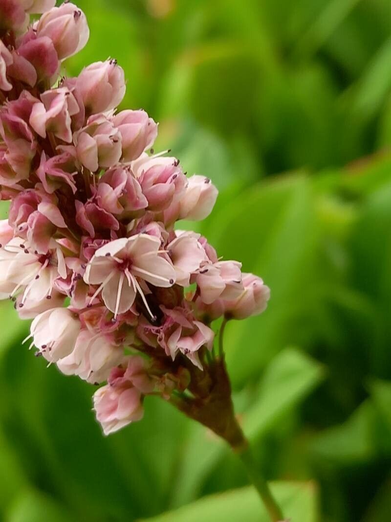 Persicaria affinis flower