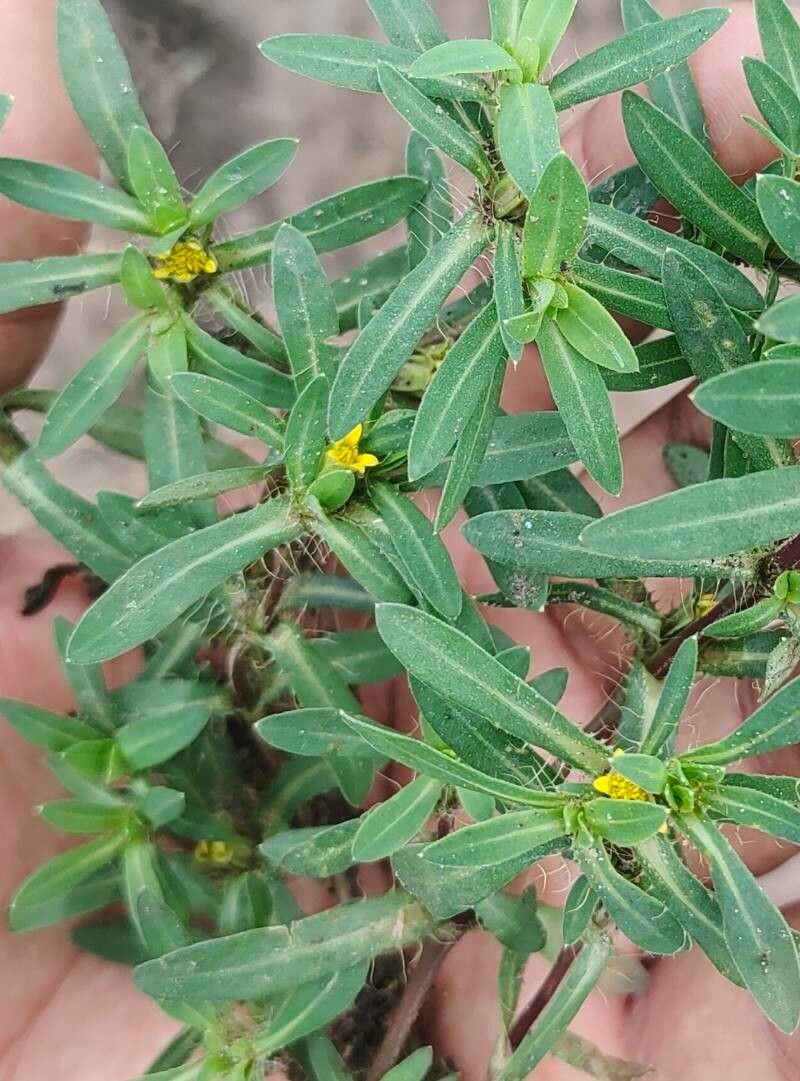 Pectis prostrata leaf