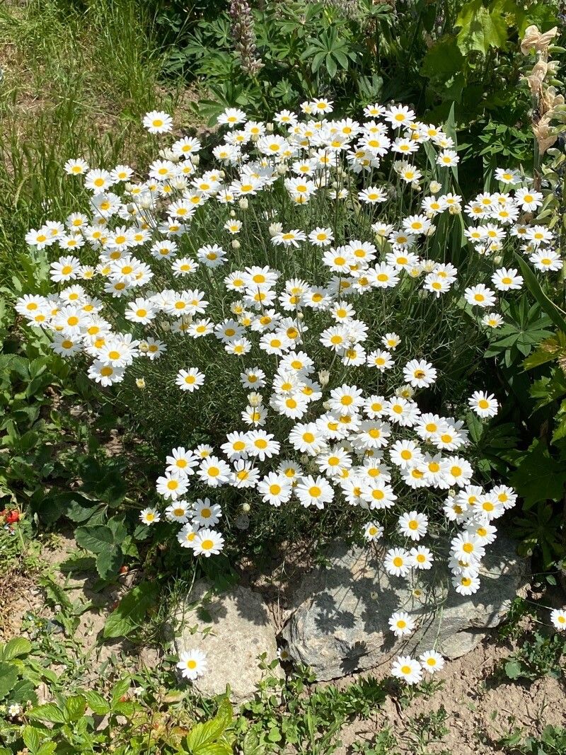 Tanacetum cinerariifolium habit