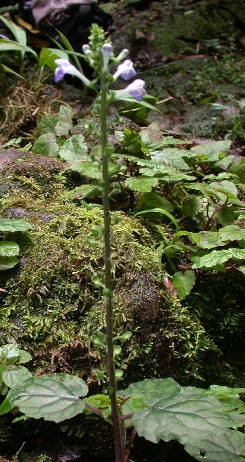 Scutellaria galerita habit