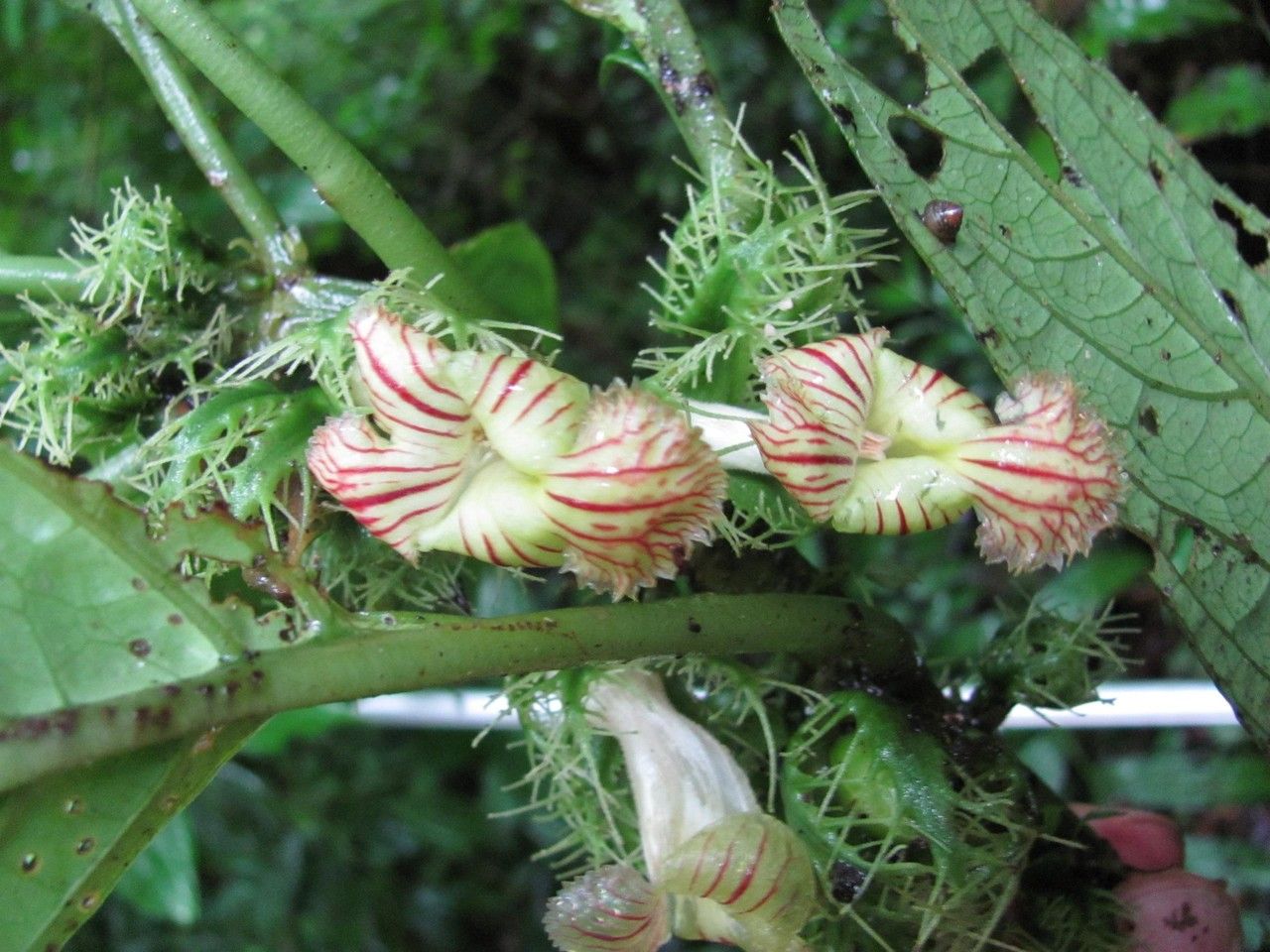 Drymonia fimbriata — houseplant care guide