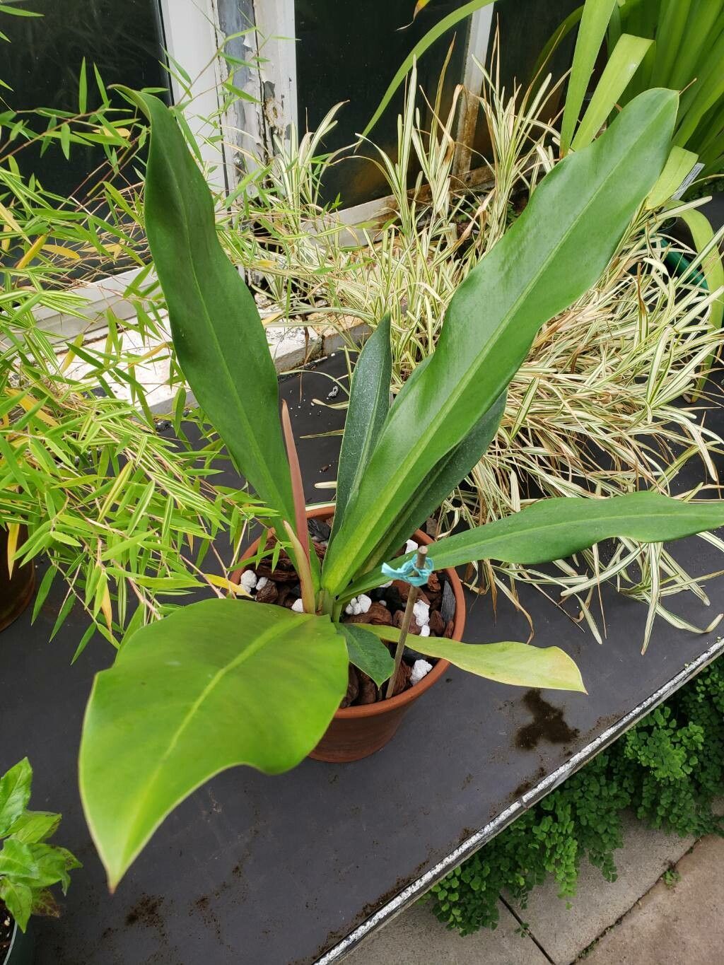 Philodendron bicolor habit