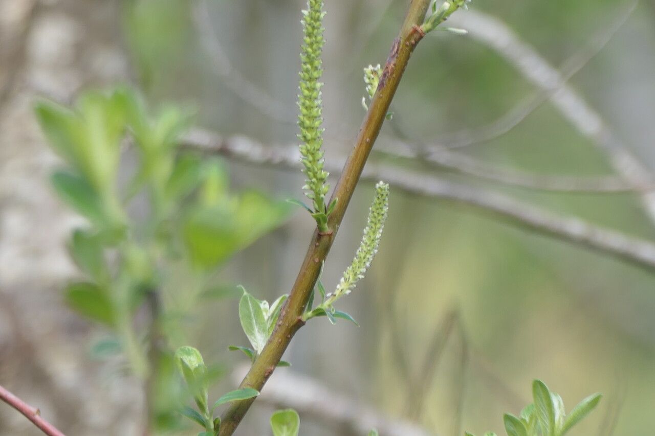 Salix sitchensis flower