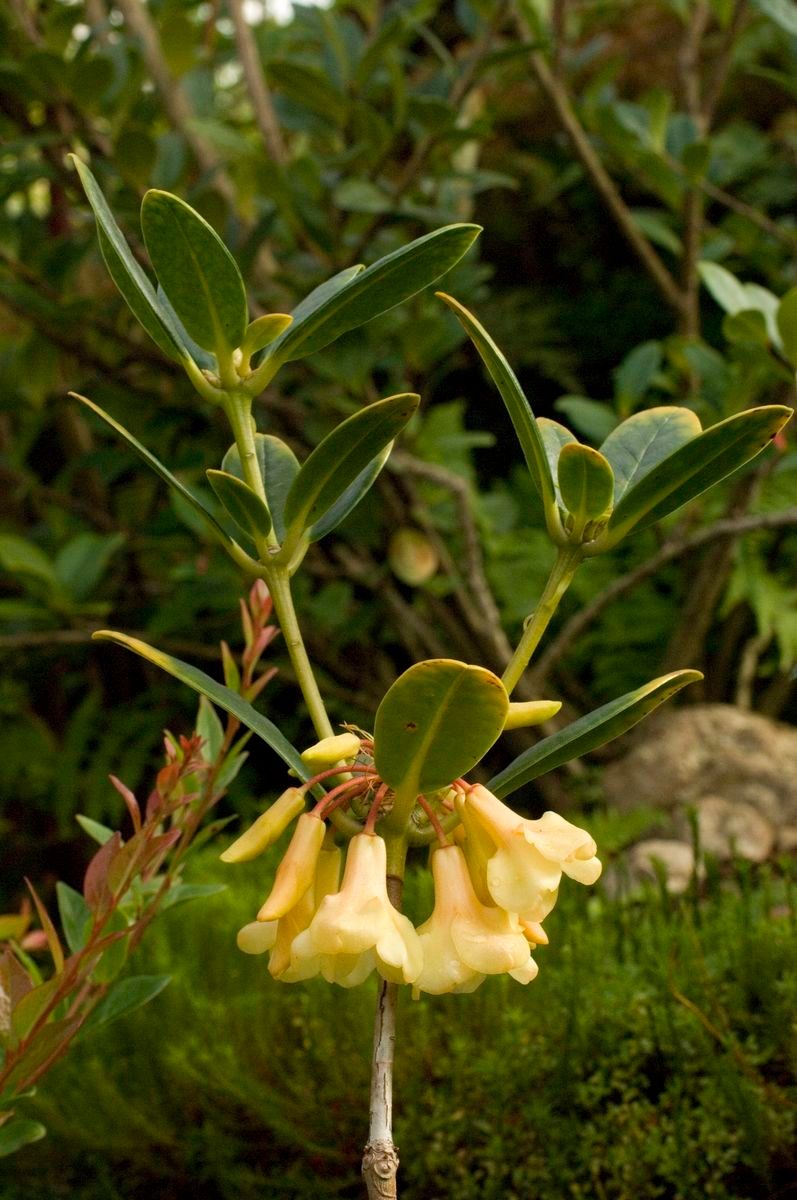 Rhododendron maxwellii flower