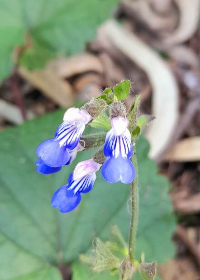 Salvia procurrens flower