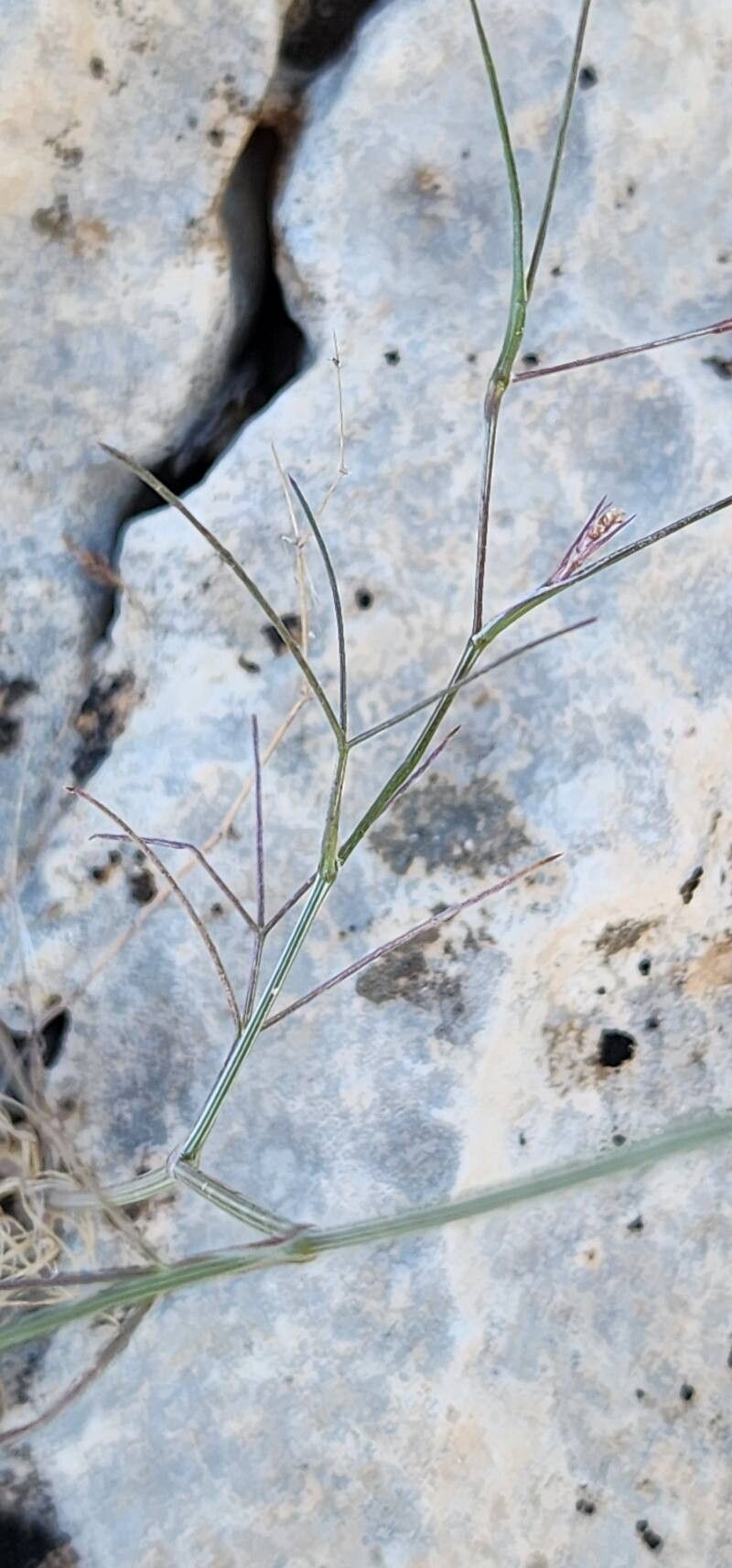 Pimpinella barbata — related species from the same genus