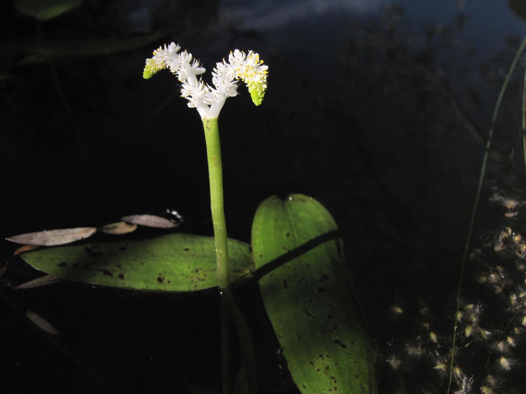 Aponogeton desertorum — houseplant care guide