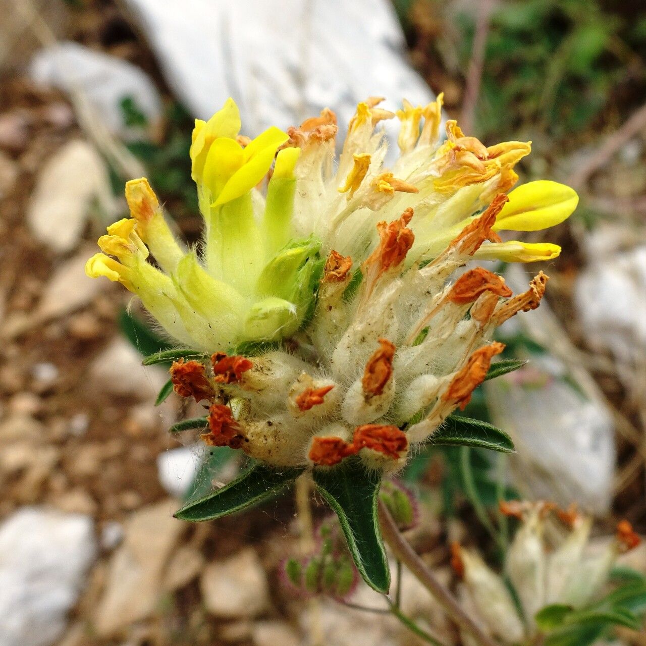 Anthyllis vulneraria flower