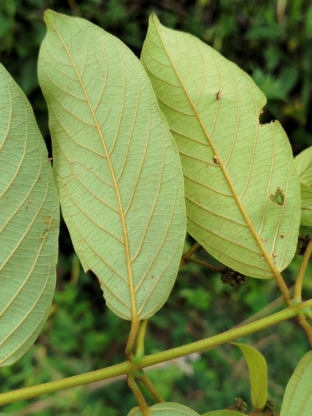Combretum zenkeri leaf