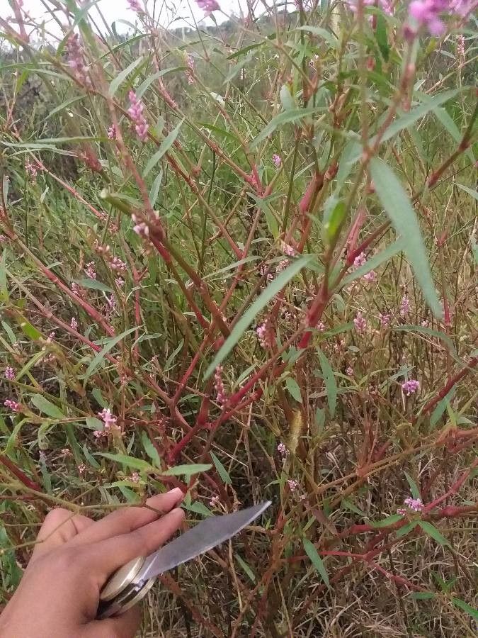 Digera muricata bark