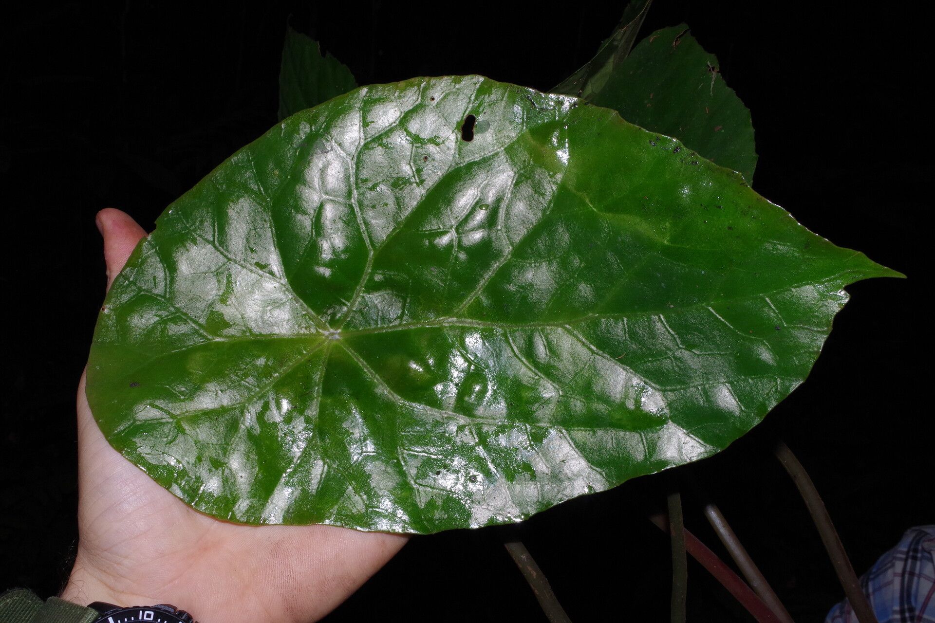 Begonia scapigera leaf
