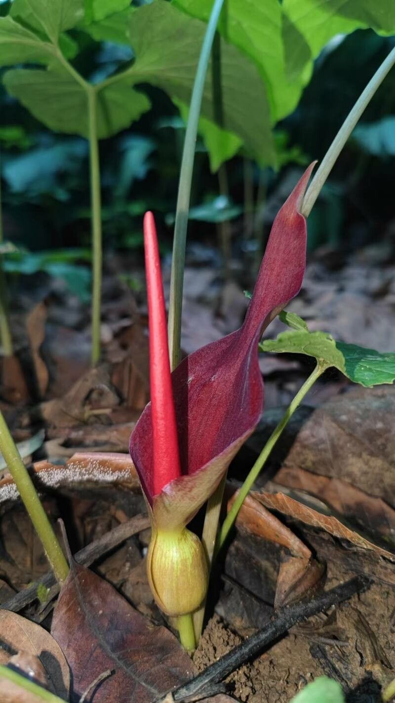 Typhonium trilobatum flower