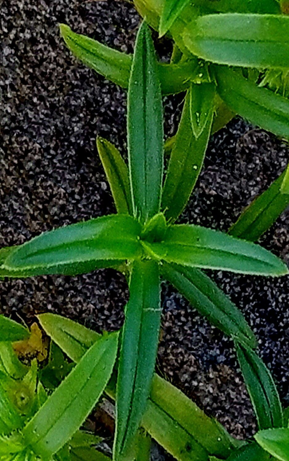 Hexasepalum angustifolium — related species from the same genus