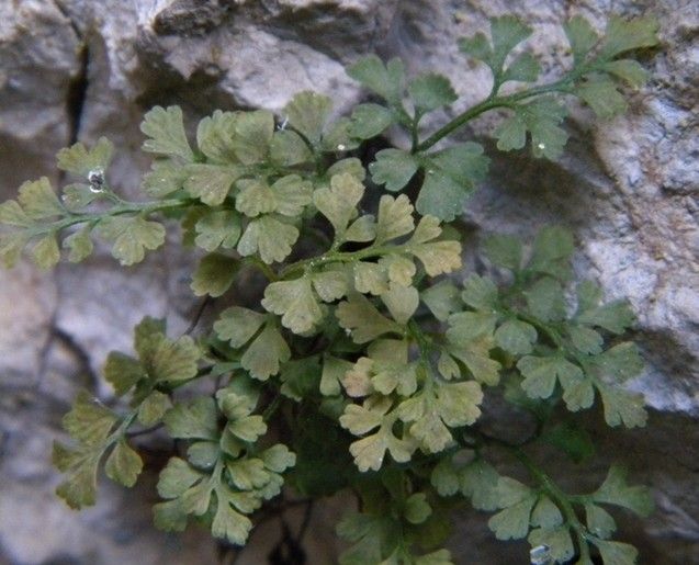 Asplenium lepidum habit