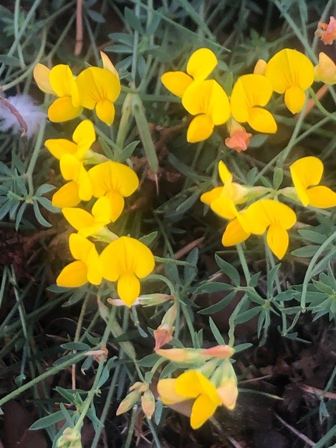 Lotus cytisoides flower