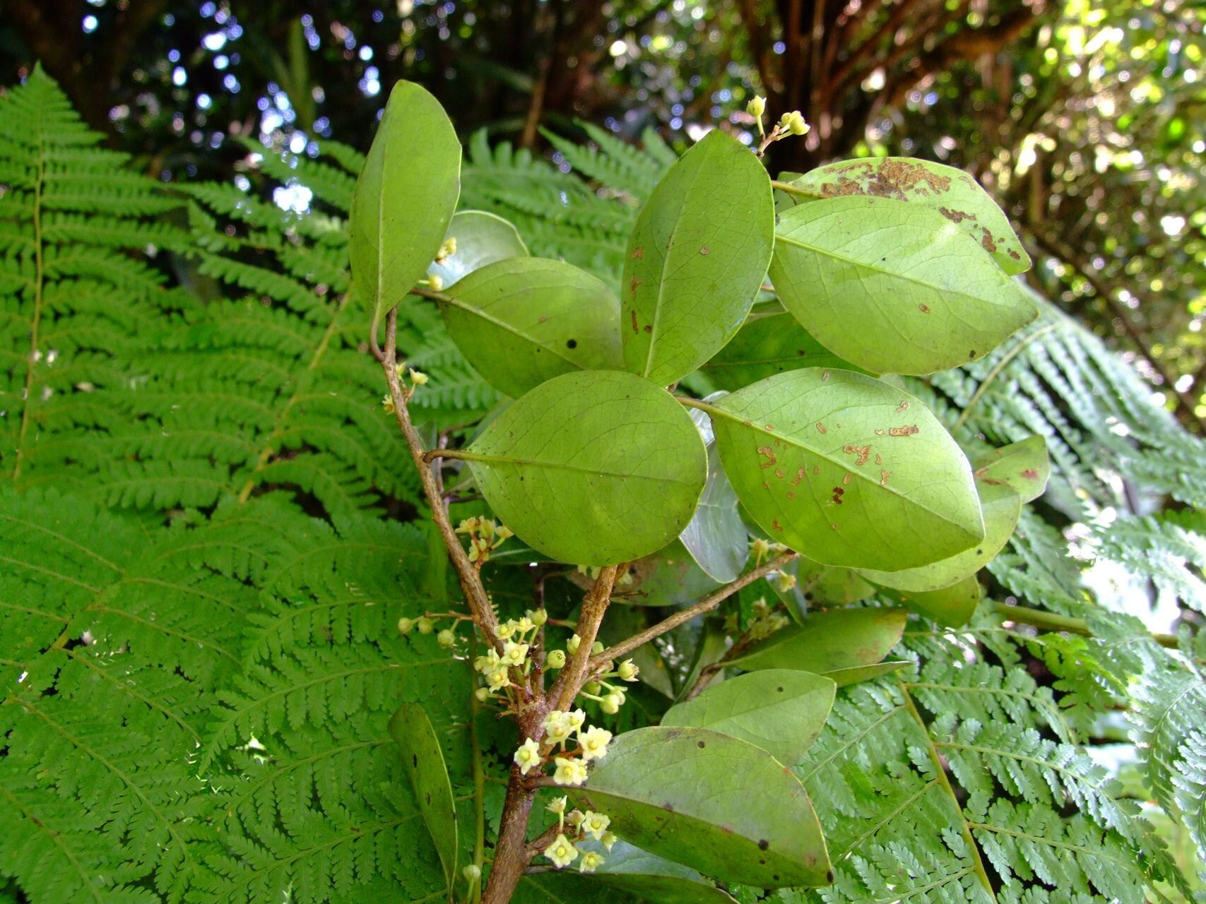 Lasiochlamys reticulata habit