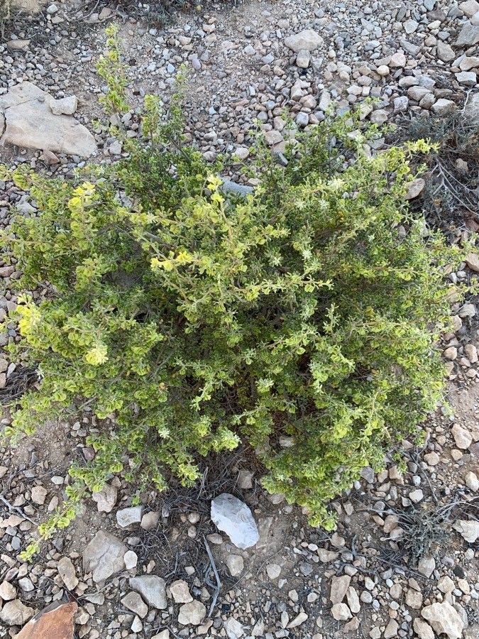 Tetraena dumosa habit