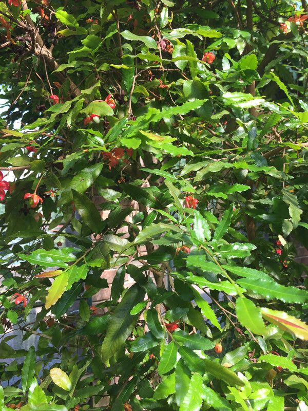 Ochna atropurpurea — houseplant care guide