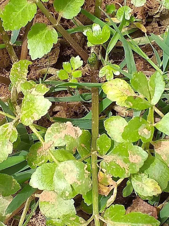 Rorippa nasturtium-aquaticum — search result for 'Rorippa'
