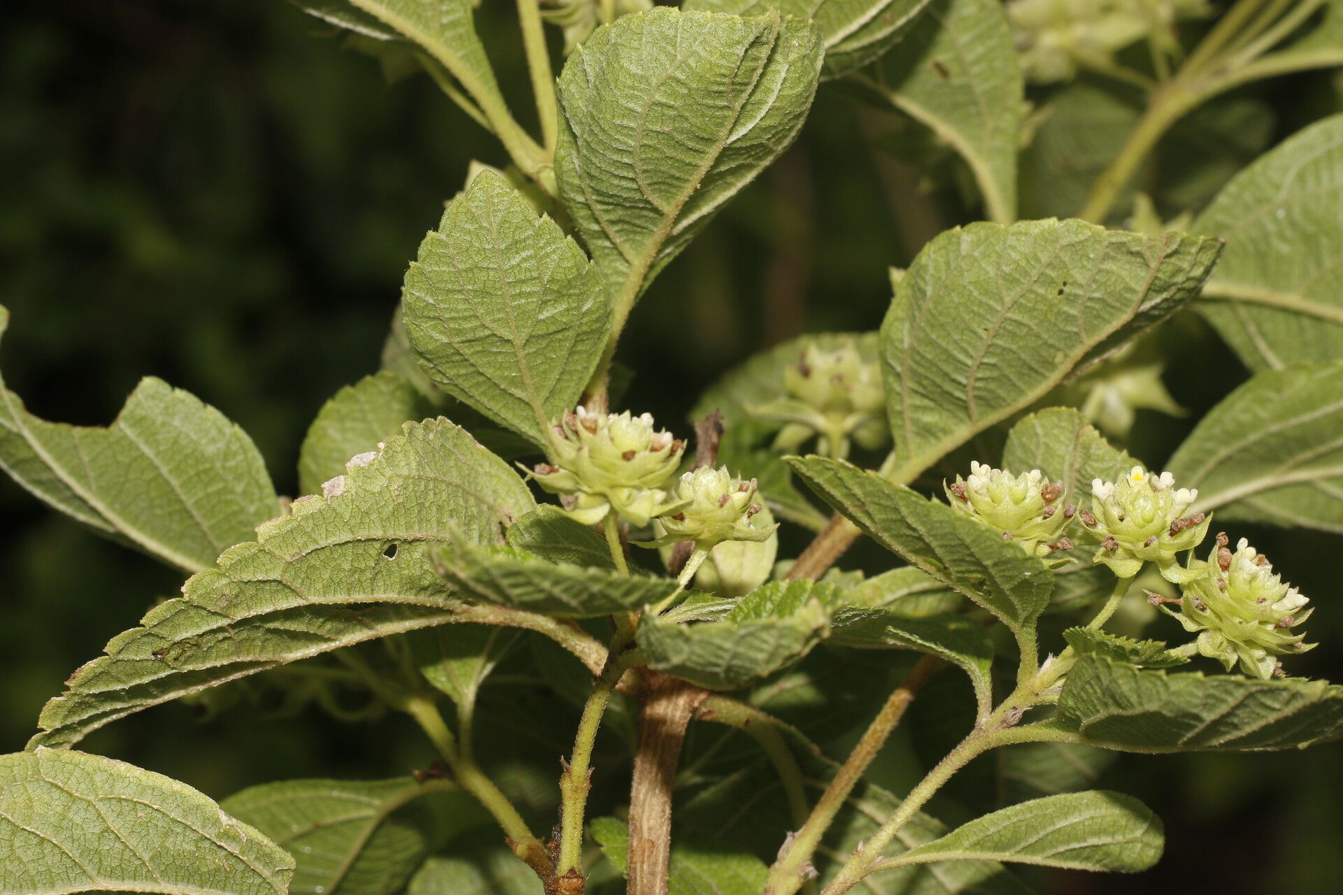 Lippia cardiostegia fruit