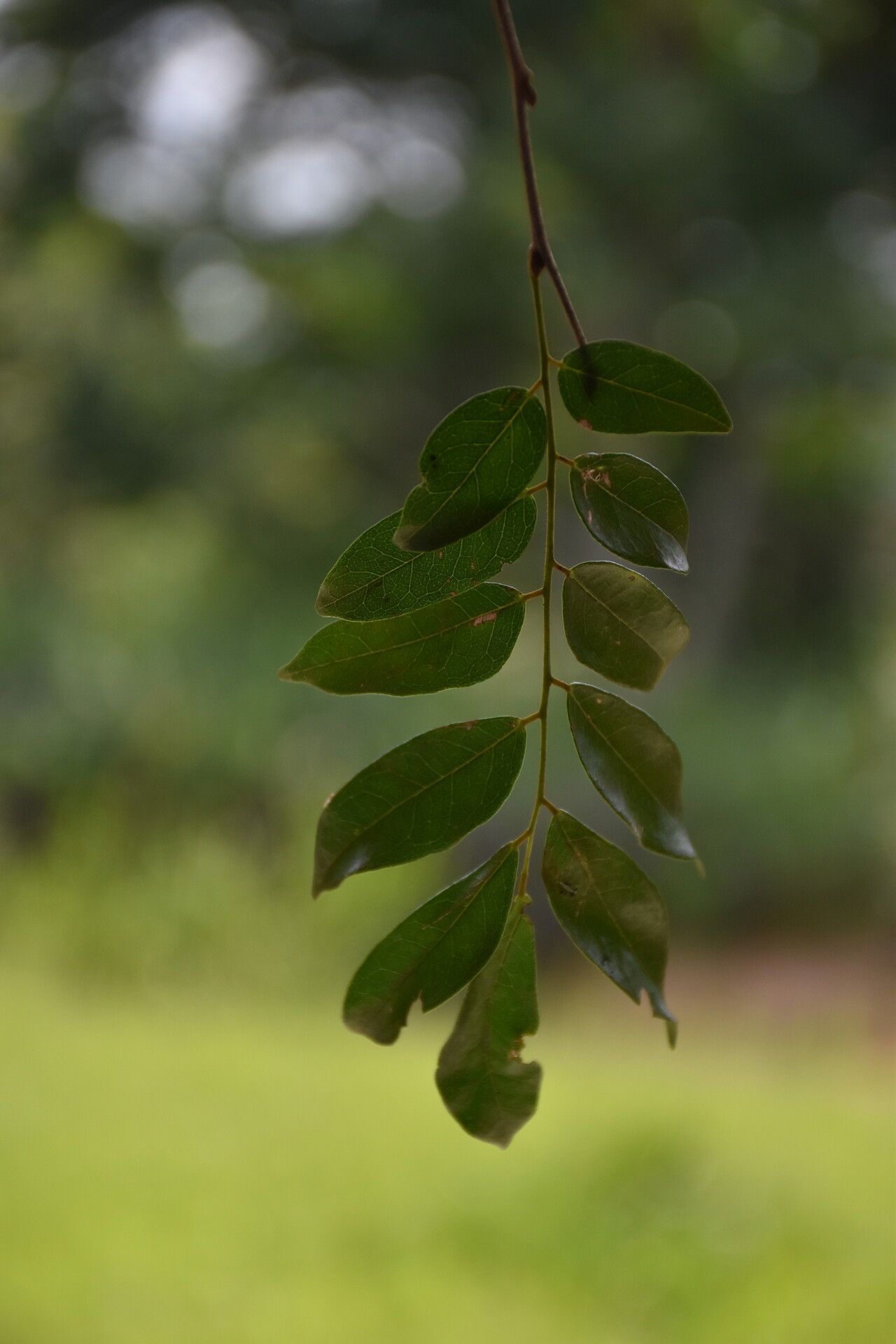 Dialium excelsum leaf