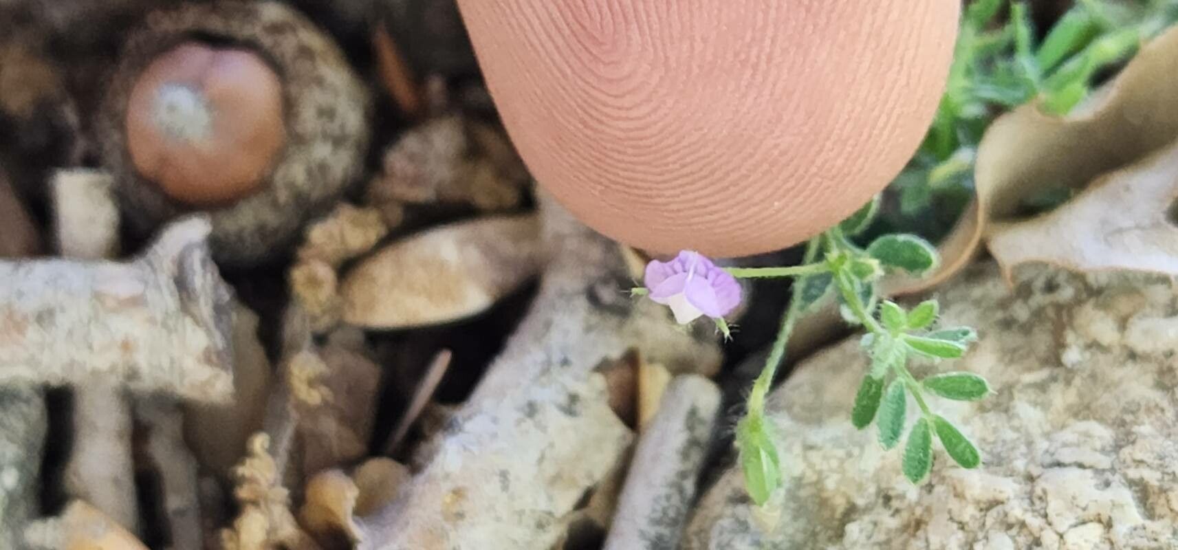 Lens odemensis flower