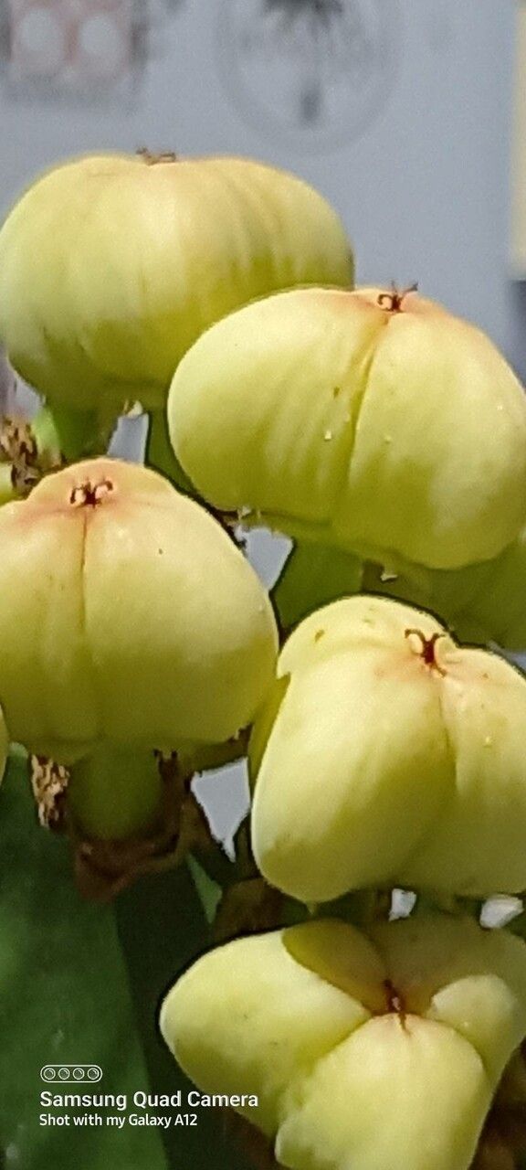 Euphorbia candelabrum flower