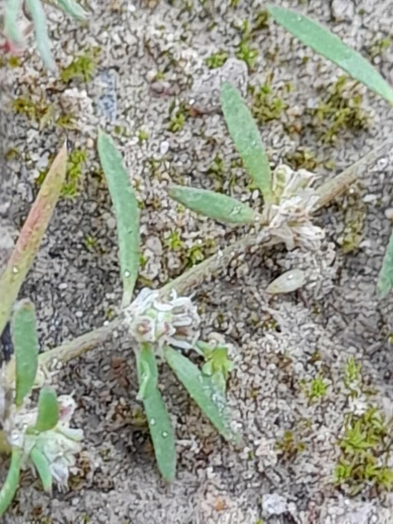 Paronychia arabica fruit