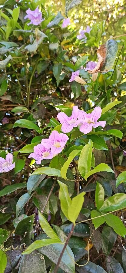 Bignonia callistegioides fruit